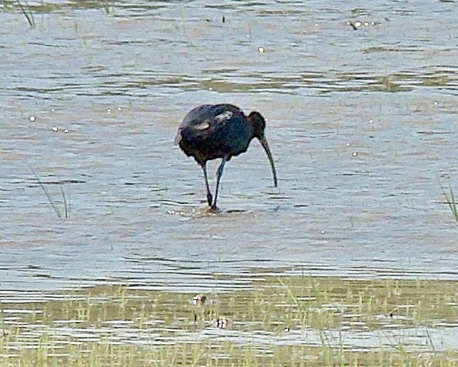 glossy ibis